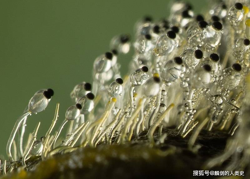 地球生物全系列真菌篇真菌界毛黴門