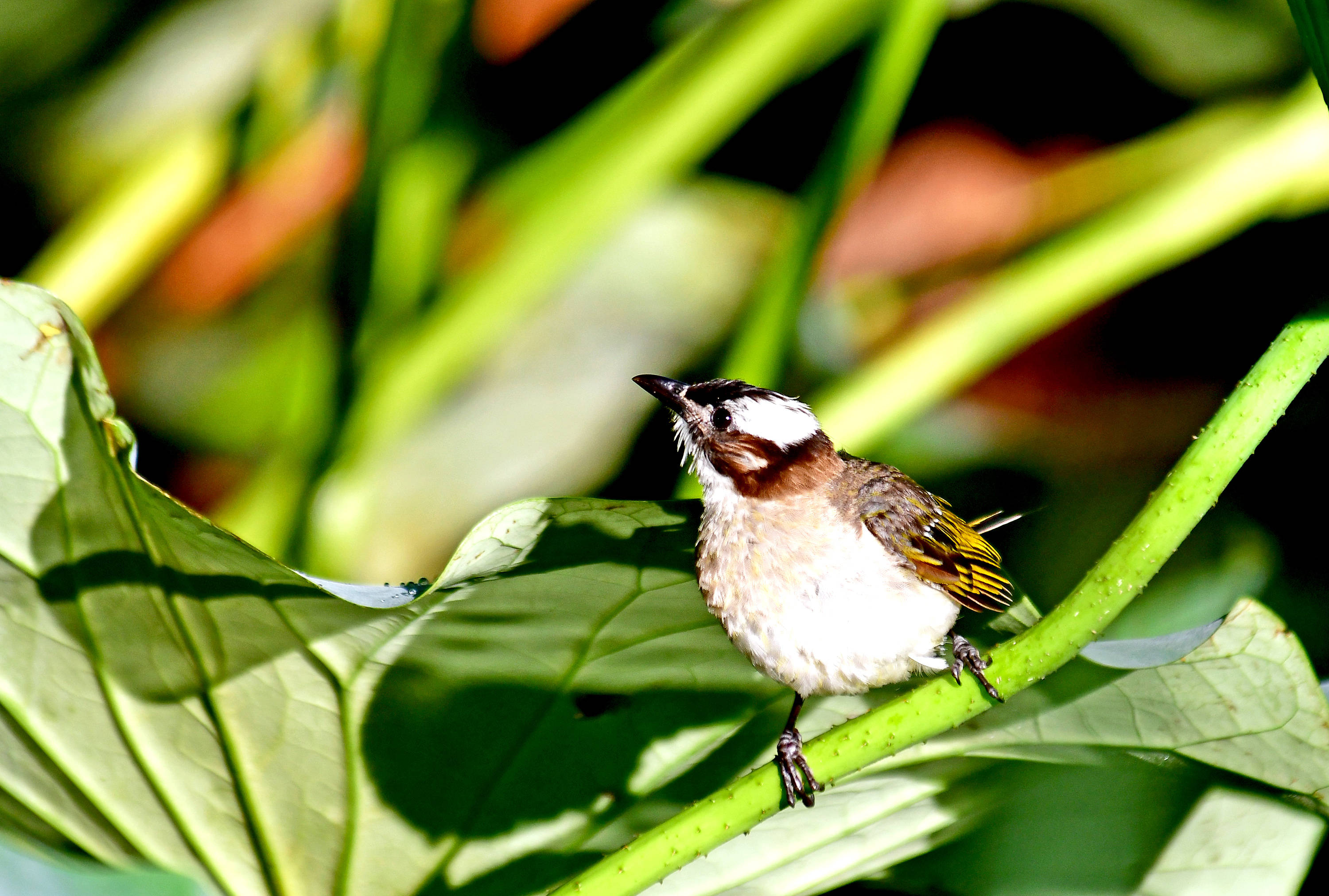 白头鹎:鸟类中的"城市三宝"之一_麻雀