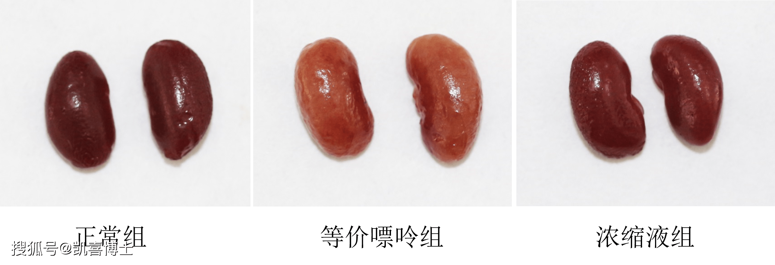 小鼠肾脏位置图片