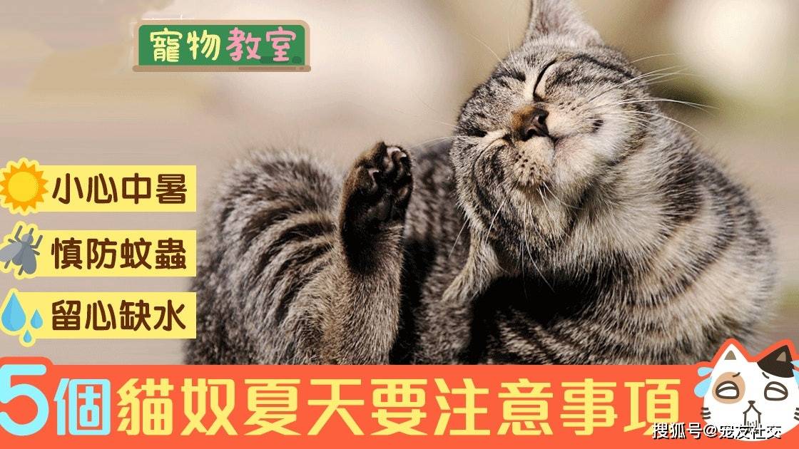 宠友社交 猫 知识 夏天暗藏危机 猫奴应付炎夏必知5件事 猫咪 全网搜