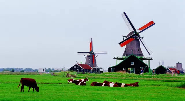 荷兰牧场荷兰奶粉为什么好?