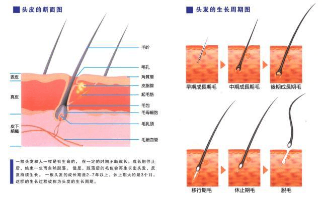 防护头发也有寿命！如何让头发生长的久一点？