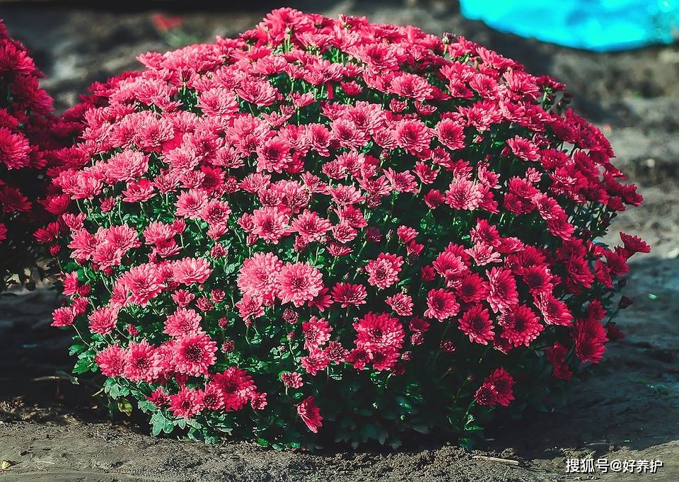 这5种花 入秋莫修剪 否则今年 明年没花看 枝条