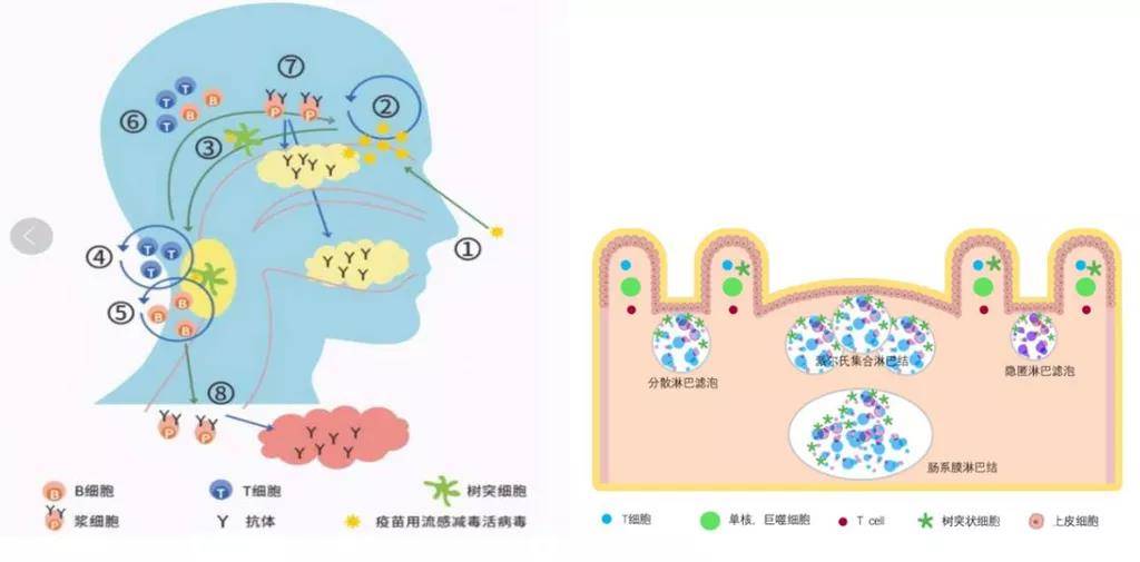 鼻粘膜免疫疫苗的应答特点_细胞