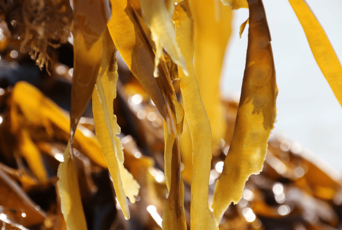 海带|女人过了30岁，平时没事吃点它们，富含黄体酮，更显年轻态