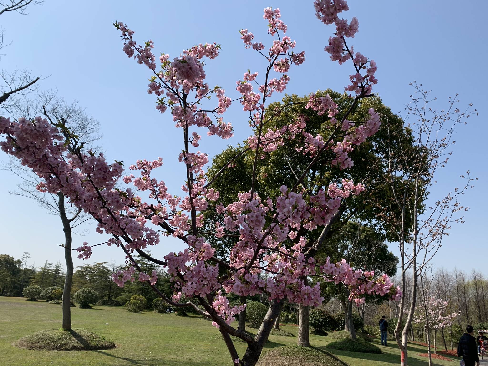 【上海】顾村公园:一场与樱花的浪漫邂逅!