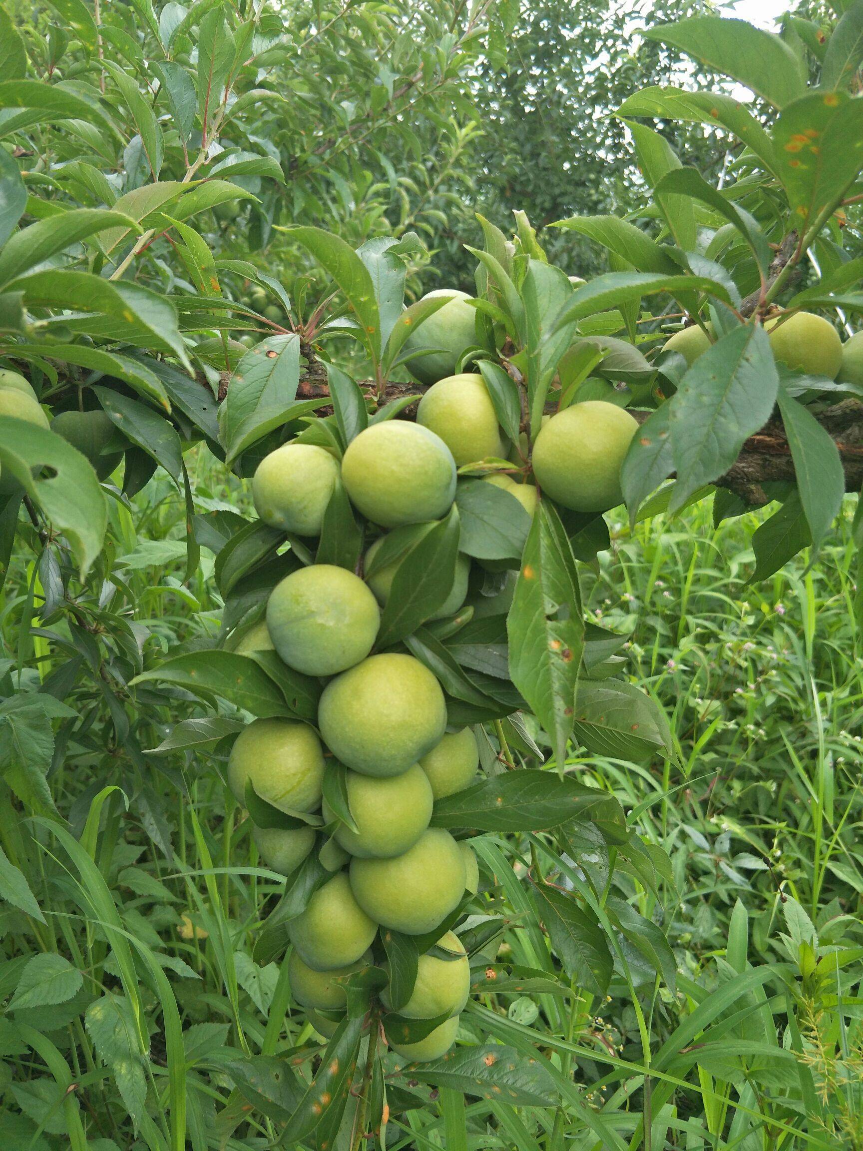 青脆李的种植管理技术
