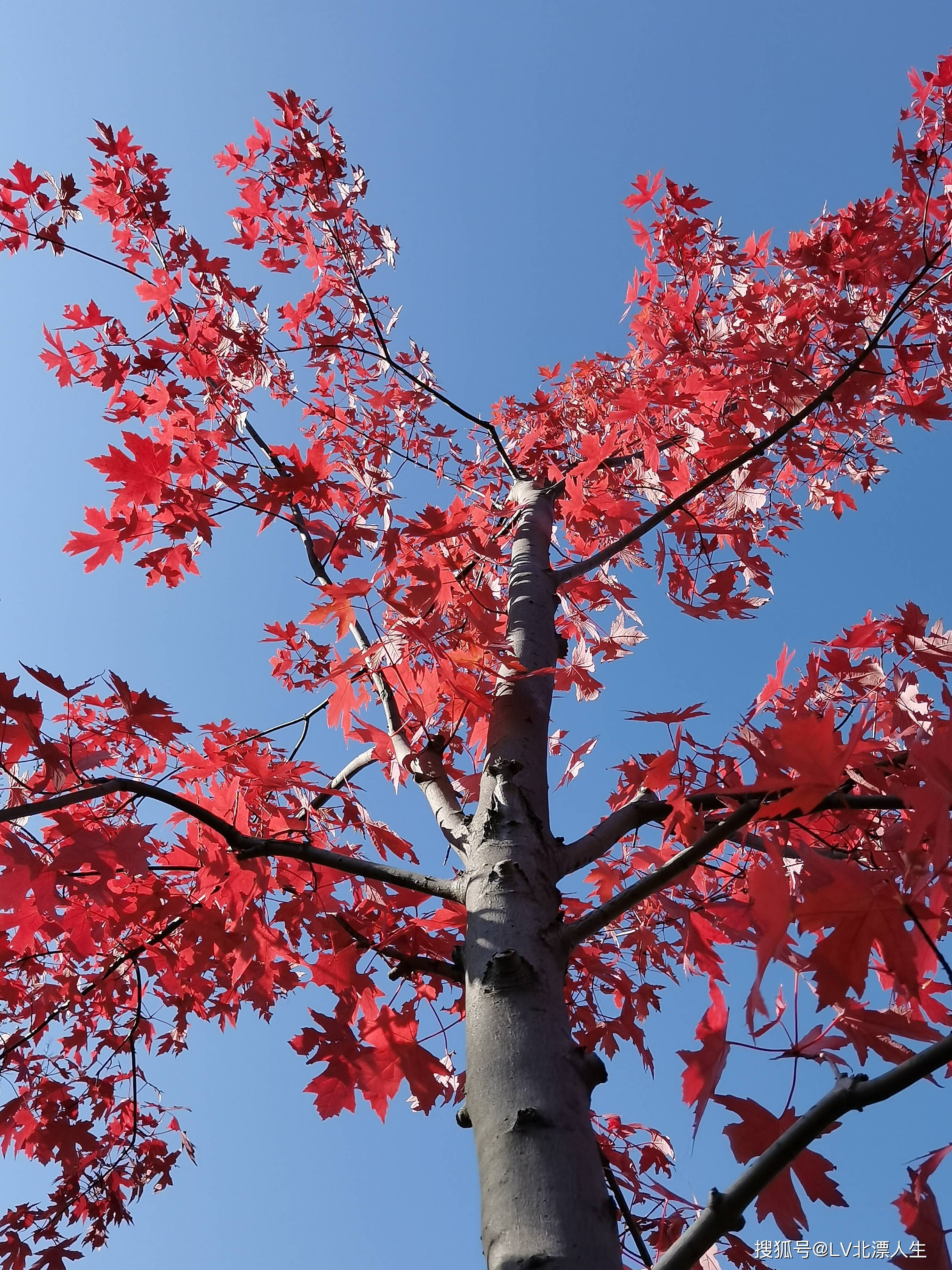 京城红叶记|秋风把枫叶染红，层林尽染，堪将秋韵赋诗笺
