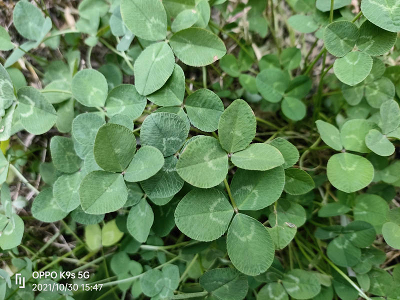 OPPO K9s评测：这可能是最具性价比的千元机了