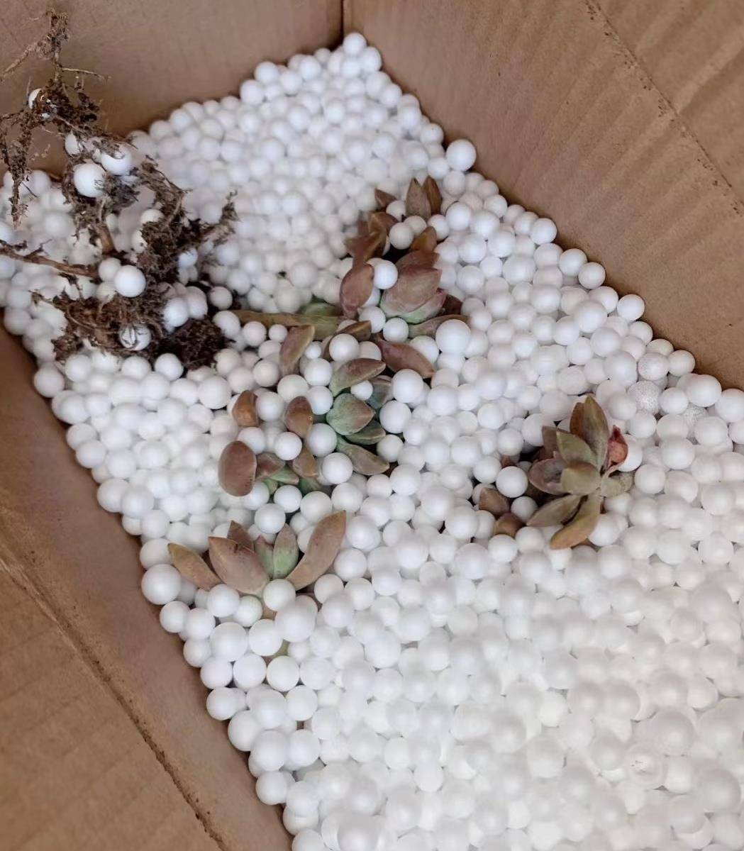 减重降损失省时的多肉植物运输包装方式