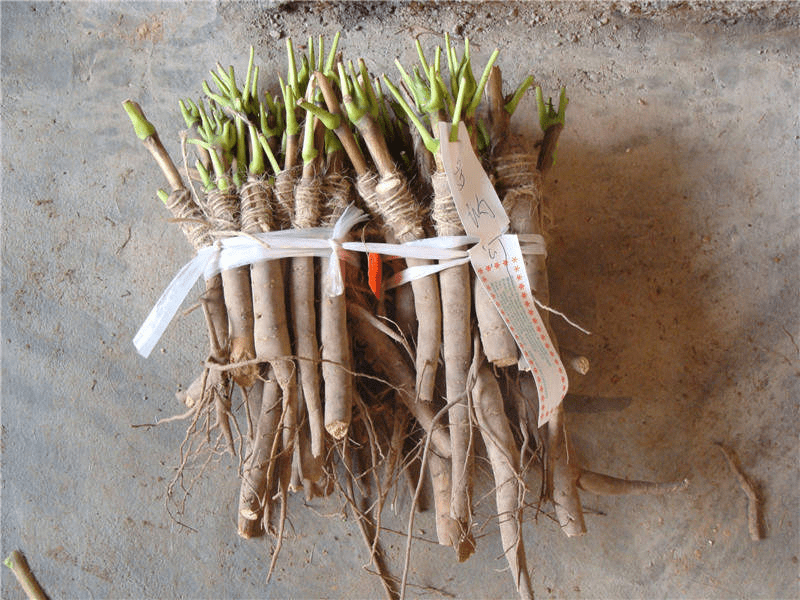 树牡丹实生苗嫁接苗移栽苗特点介绍中川牡丹园