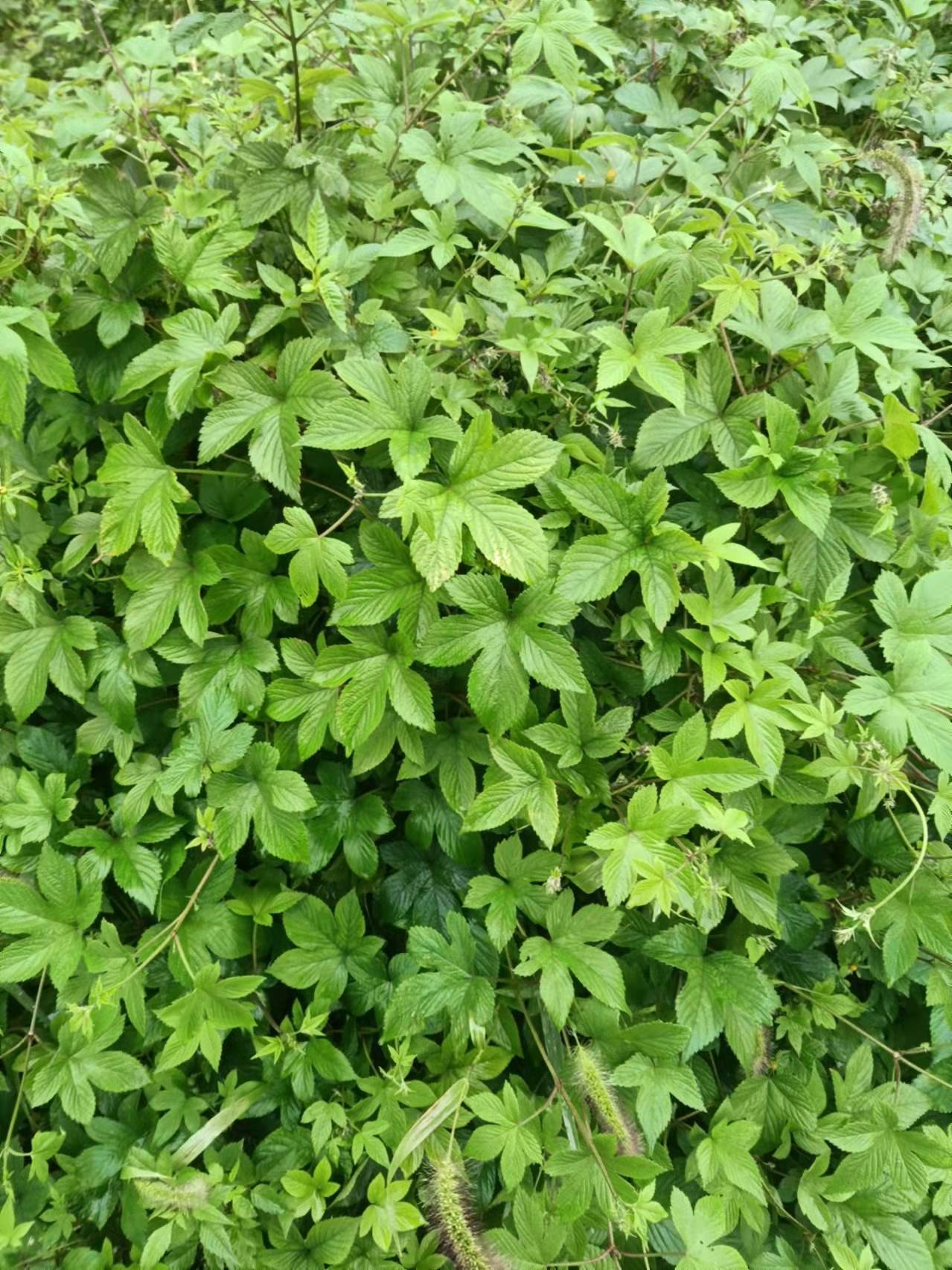 这种草药,堪称家庭保健百宝箱,但多数人视而不见〔黅钚焕堂谈野生中