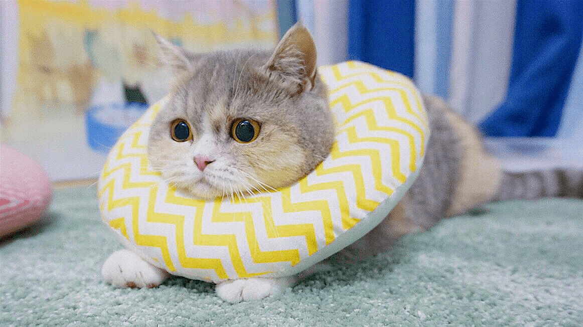 补充|猫咪怎么增肥，家里常备这个小零食毛孩子爱吃且营养