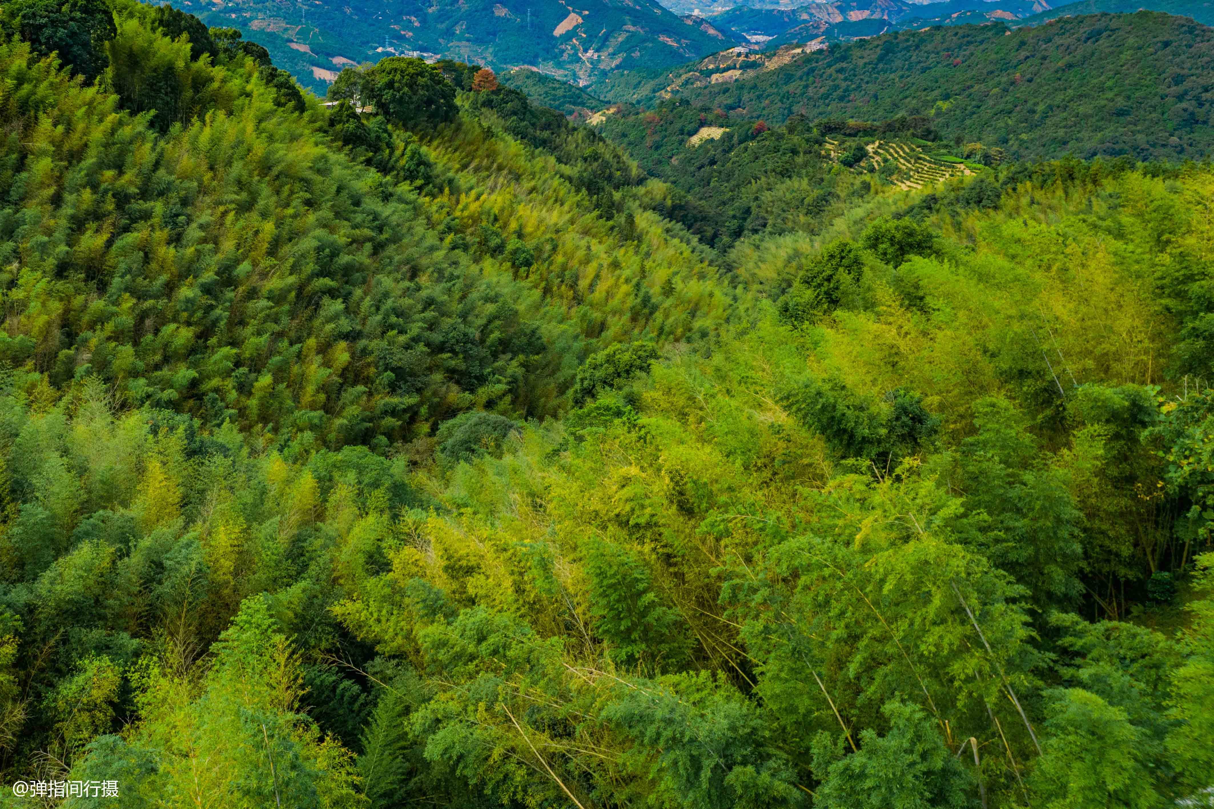 凤凰镇|广东潮州有个隐世山村，号称“单枞茶乡”，是潮汕的“诗与远方”