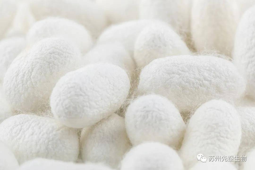 蛋白棉柔巾怎么选？