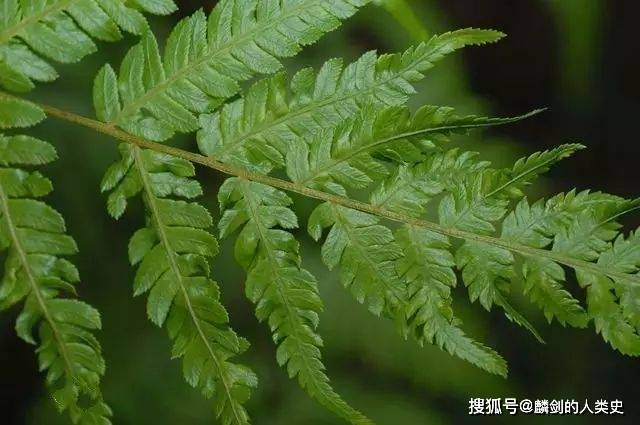 地球生物全系列植物篇薄囊蕨纲蕨目一