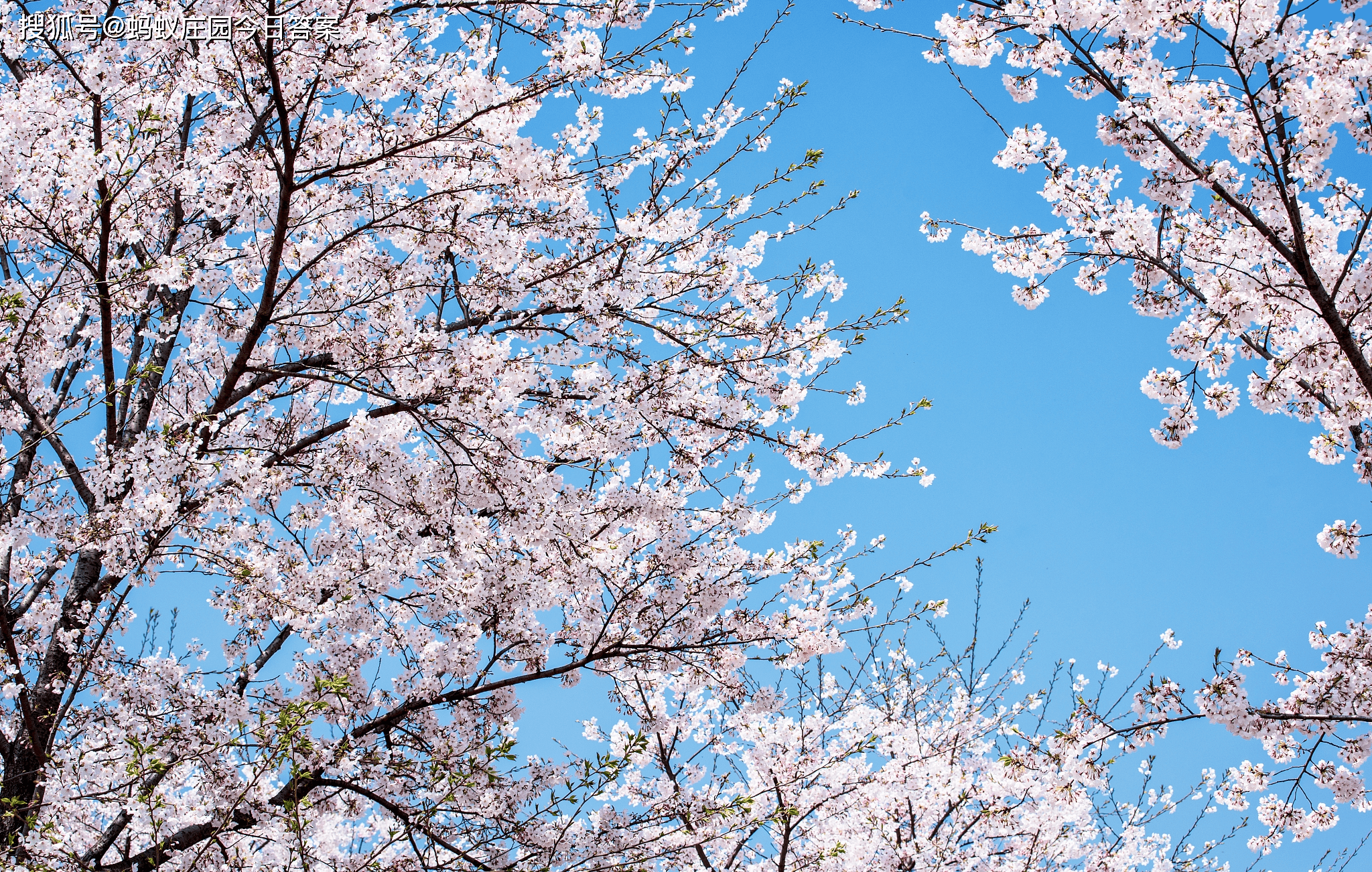 小巷几乎都能够看到樱花树,等到樱花花期,日本樱花盛开,唯美而浪漫