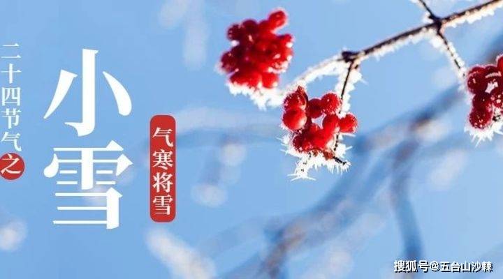 小雪：花雪随风不厌看，一片飞来一片寒_沙棘