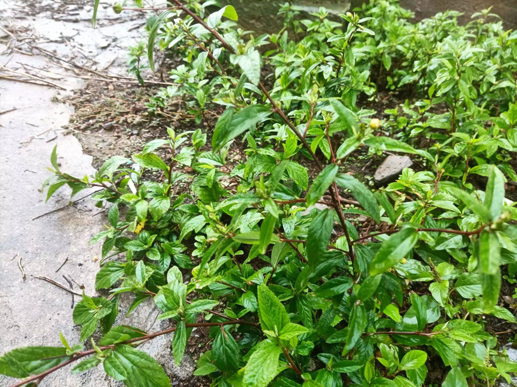 清除宿便黄花稔力大神勇黅钚焕堂谈野生中草药34
