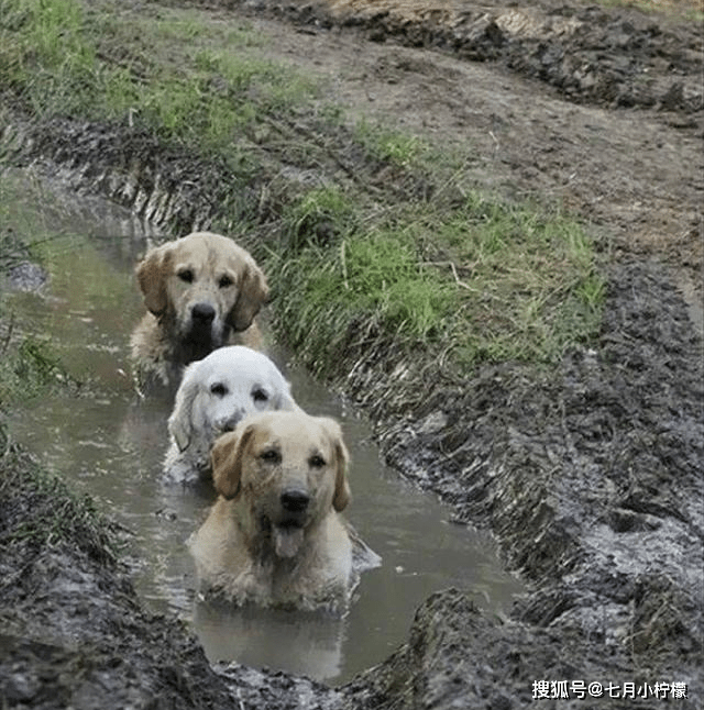 當狗狗滿身泥巴回到家,你會怎麼做呢?