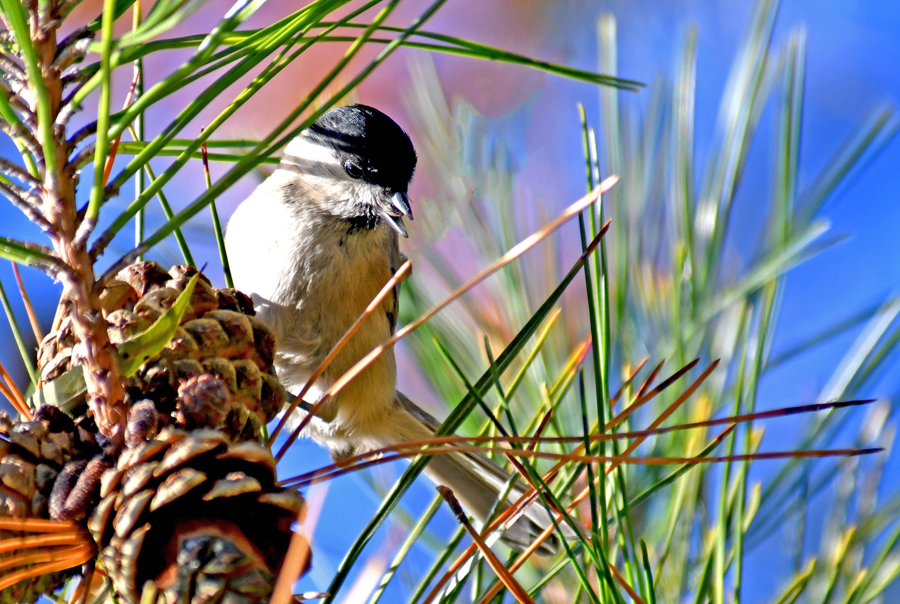 受农林业欢迎的山雀鸟