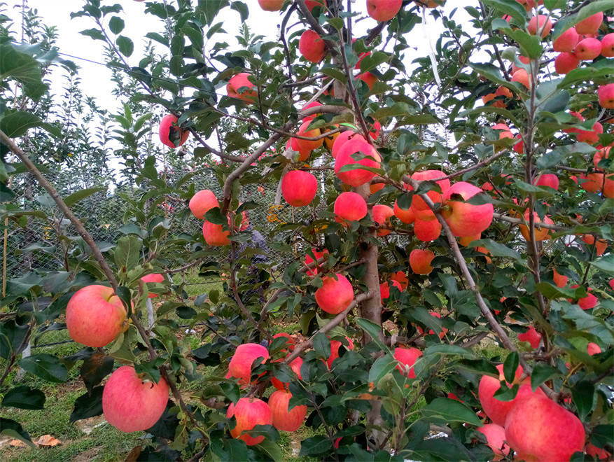 秦脆苹果:乾县果业振兴和果农致富增收的首选品种_周文斌_种植_阳峪镇