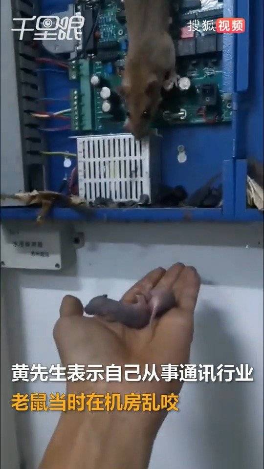 母鼠咬断通讯线男子手持鼠崽威胁