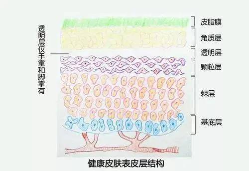 知识科普美容护肤第一步：先认识了解皮肤