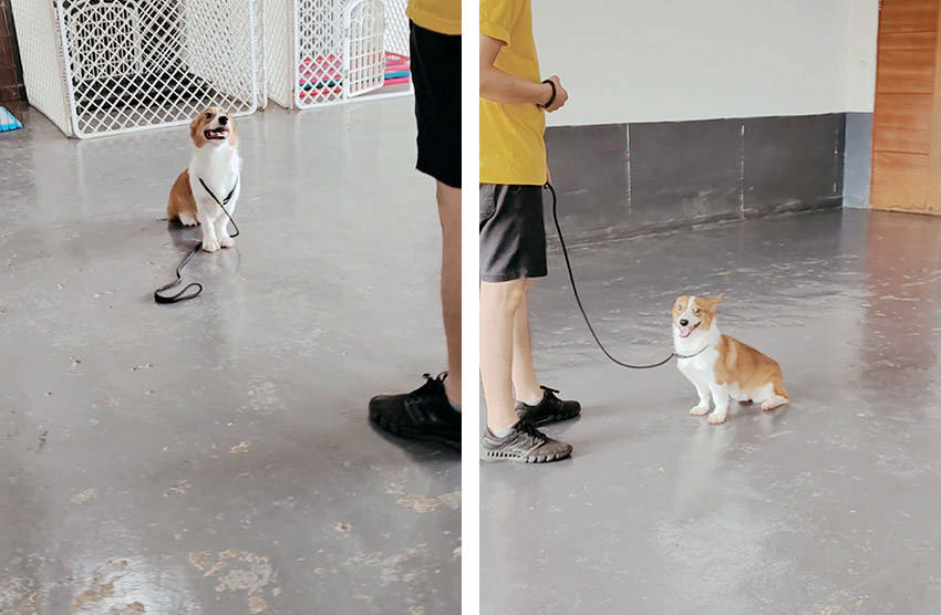 进行柯基犬喜欢扑人怎么办?柯基究竟要怎么进行狗狗行为训练?