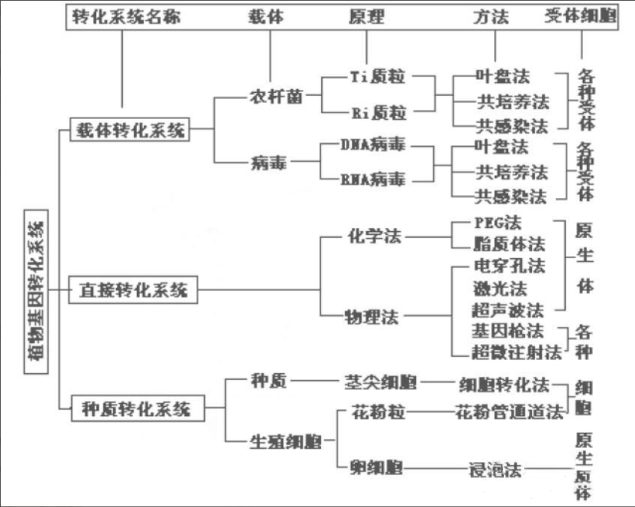 植物遺傳轉化表達載體 植物遺傳轉化電極法-飛凡檢測_方法_基因_桿菌