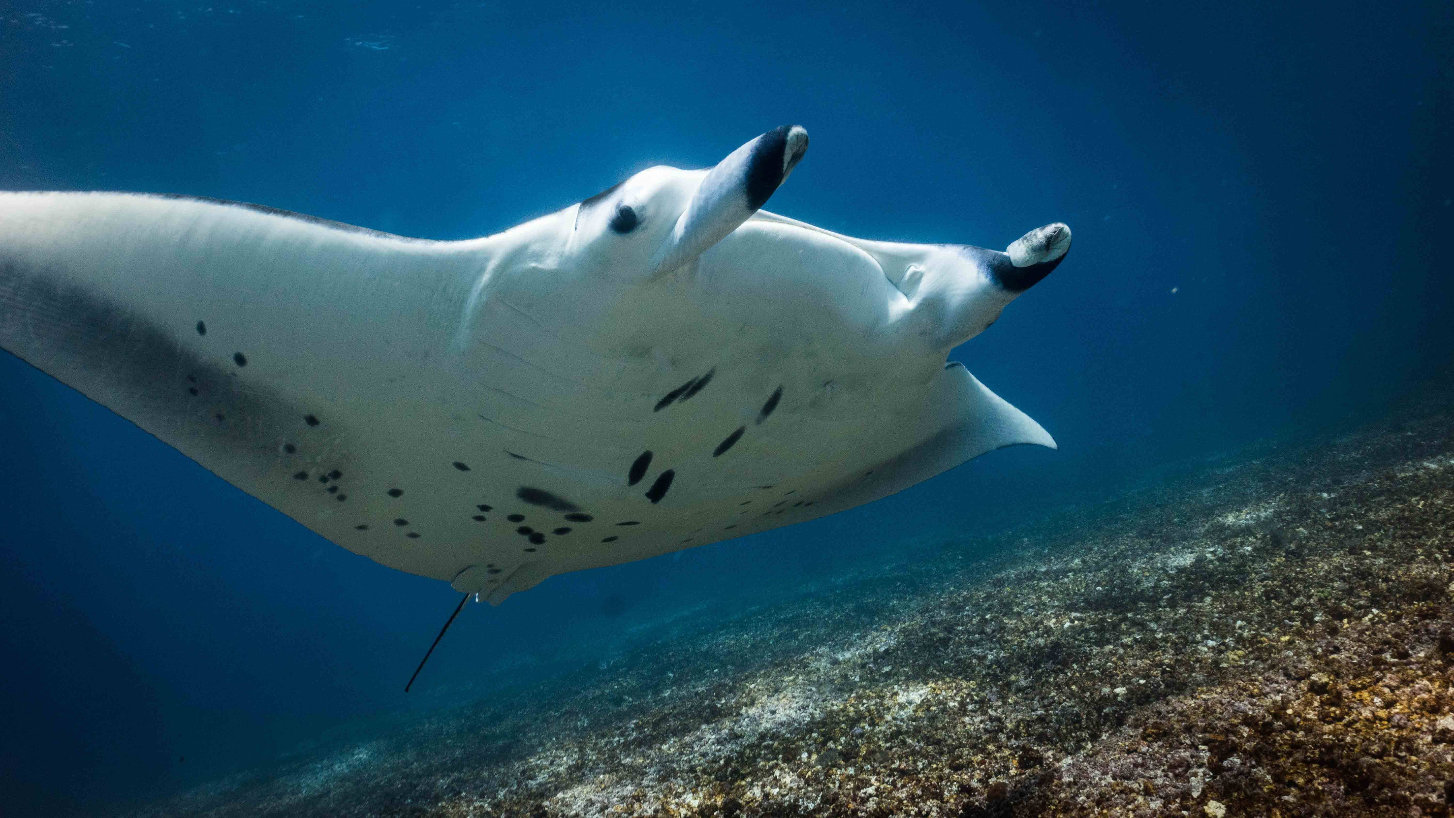 蝠鲼潜点大盘点邂逅在海洋中翱翔的魔鬼鱼