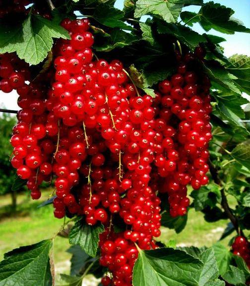 晶莹剔透灯笼果醋栗