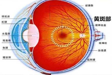 老年性|首大马玲珍：老年性黄斑变性的产生原因