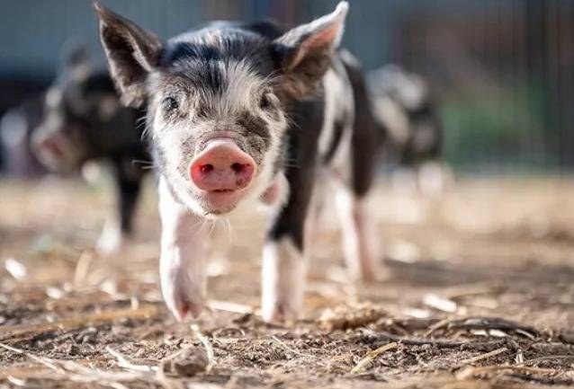 出圈|创业萤火简报|电竞椅迅速出圈;微博回港二次上市;加大中小微企业的支持力度