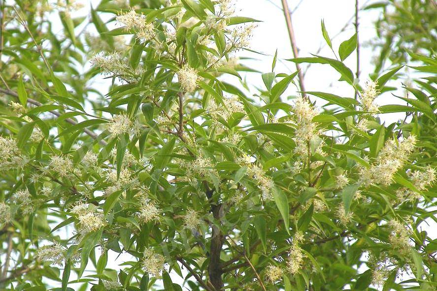 phillyreoides) 又称五谷树或者雪杨是木犀科雪柳属落叶灌木或小乔木