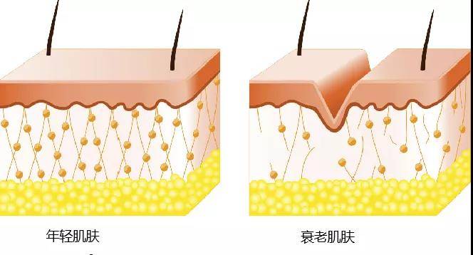 企业广州中科臻颜科技有限公司 护肤品 Ⅰ型胶原蛋白和Ⅲ型胶原蛋白