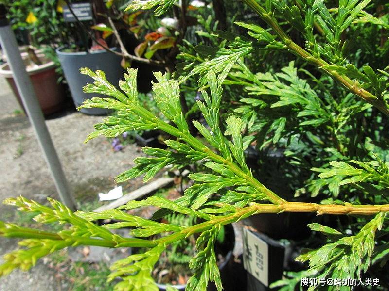 【地球生物全系列——植物篇】松柏目—柏科（六）_翠柏_圆形_小枝