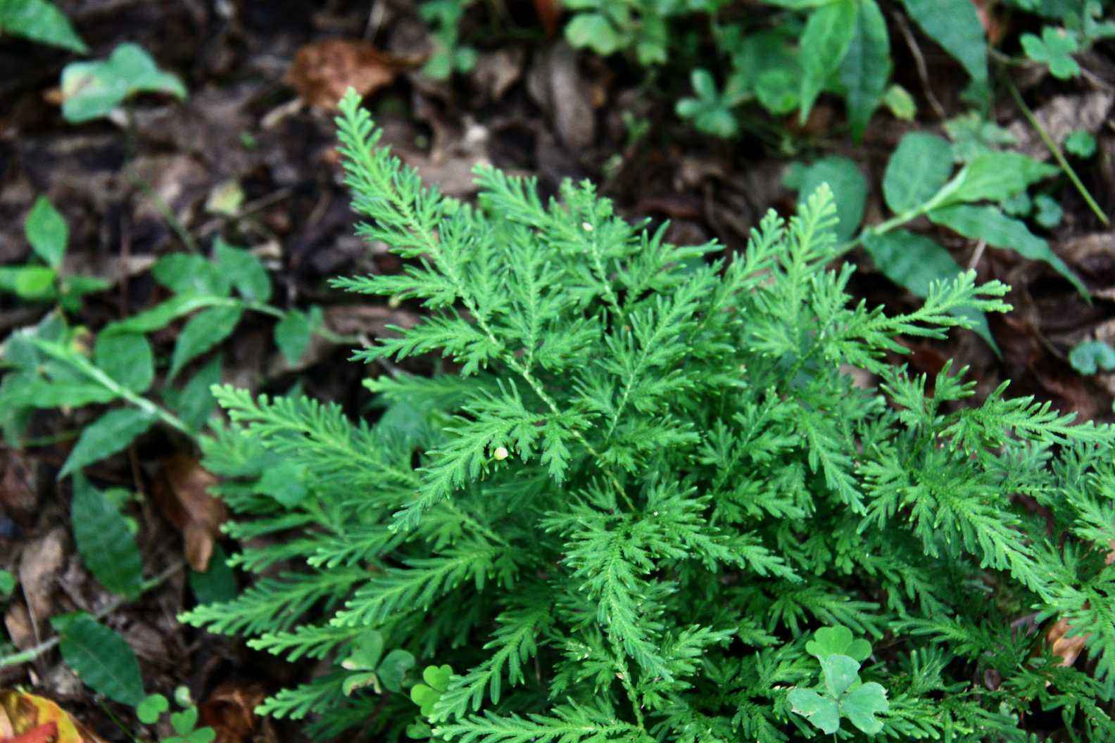 九死还魂草——江南卷柏植物非试管高效快繁_孢子_分枝_成本