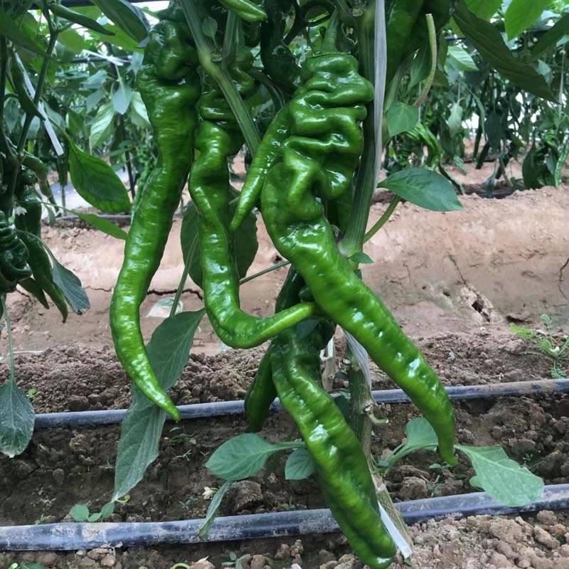 大螺丝椒龙椒辣椒种子_信息_品种_果型