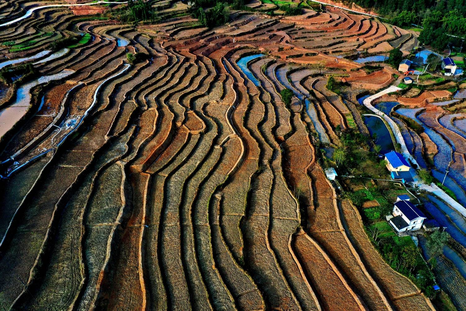 綦江区三江街道寨门村打造七彩梯田_改造_农田_蒋焰