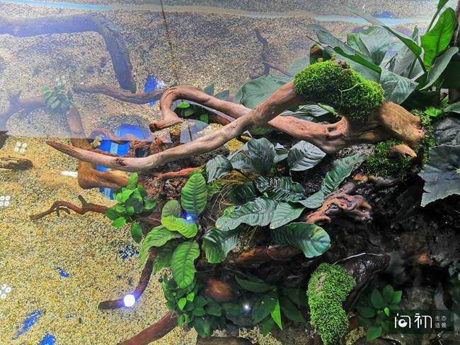 鱼缸造景公司打造方形鱼缸养灯鱼不仅具有观赏性还带风水效应