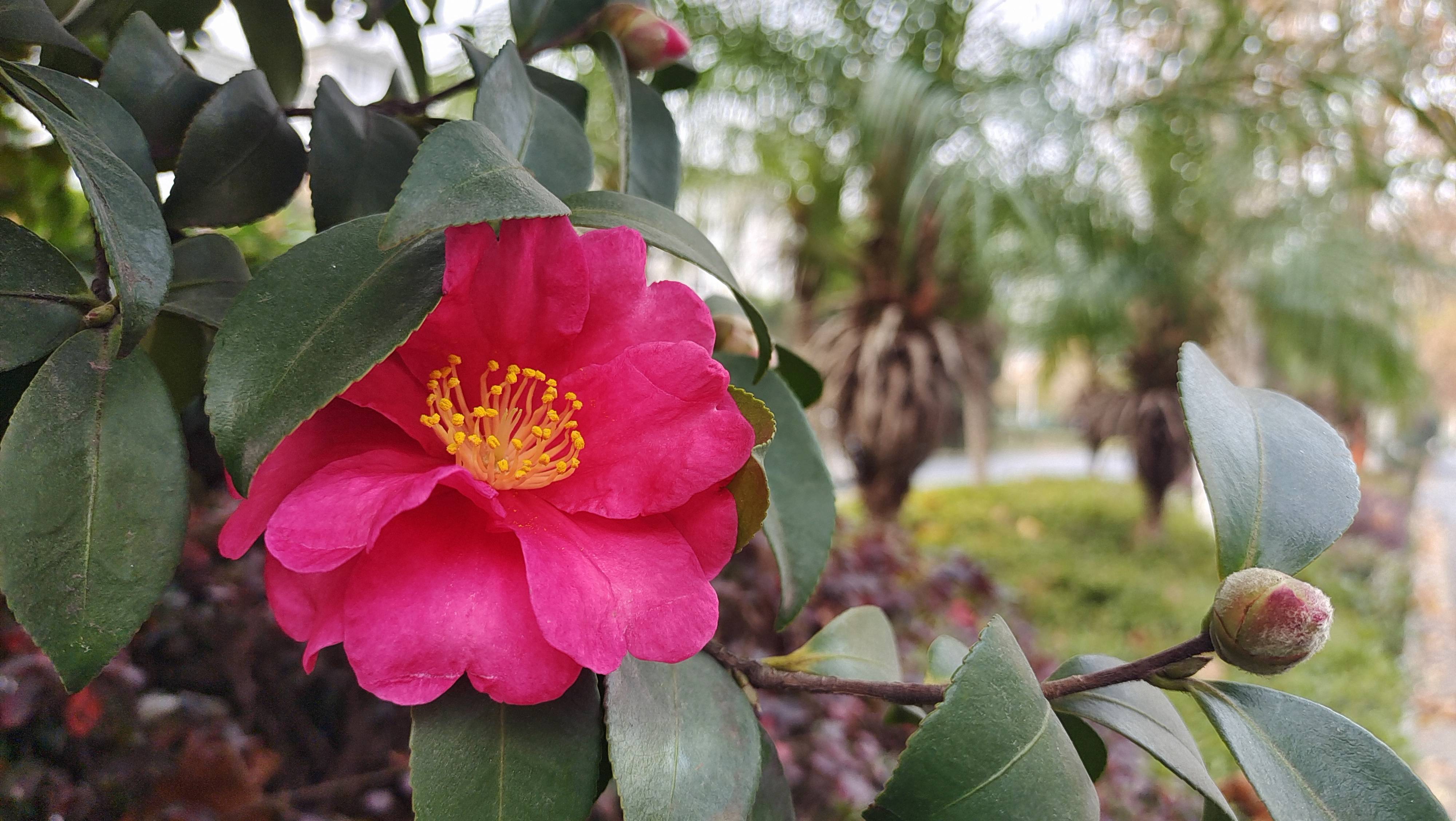 美丽吉安红色茶梅绽放冬日街头