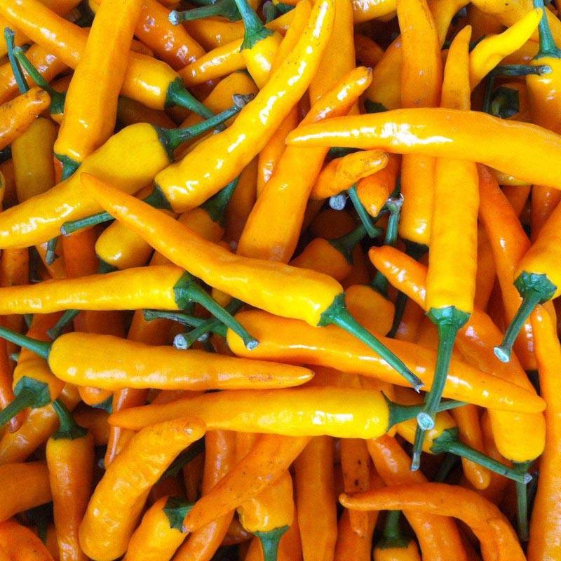 艳黄朝天椒黄辣椒黄米椒黄贡椒高产辣椒种子