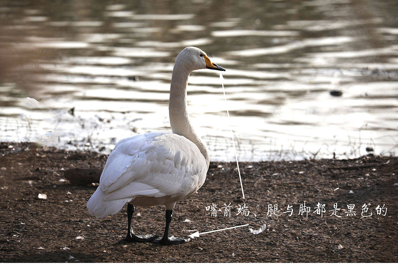 黑天鹅的嘴为红色或橘红色,无论白天鹅还是黑天鹅,腿和脚都是黑色的