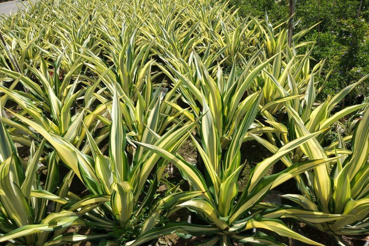 植物非试管高效快繁黄纹万年麻