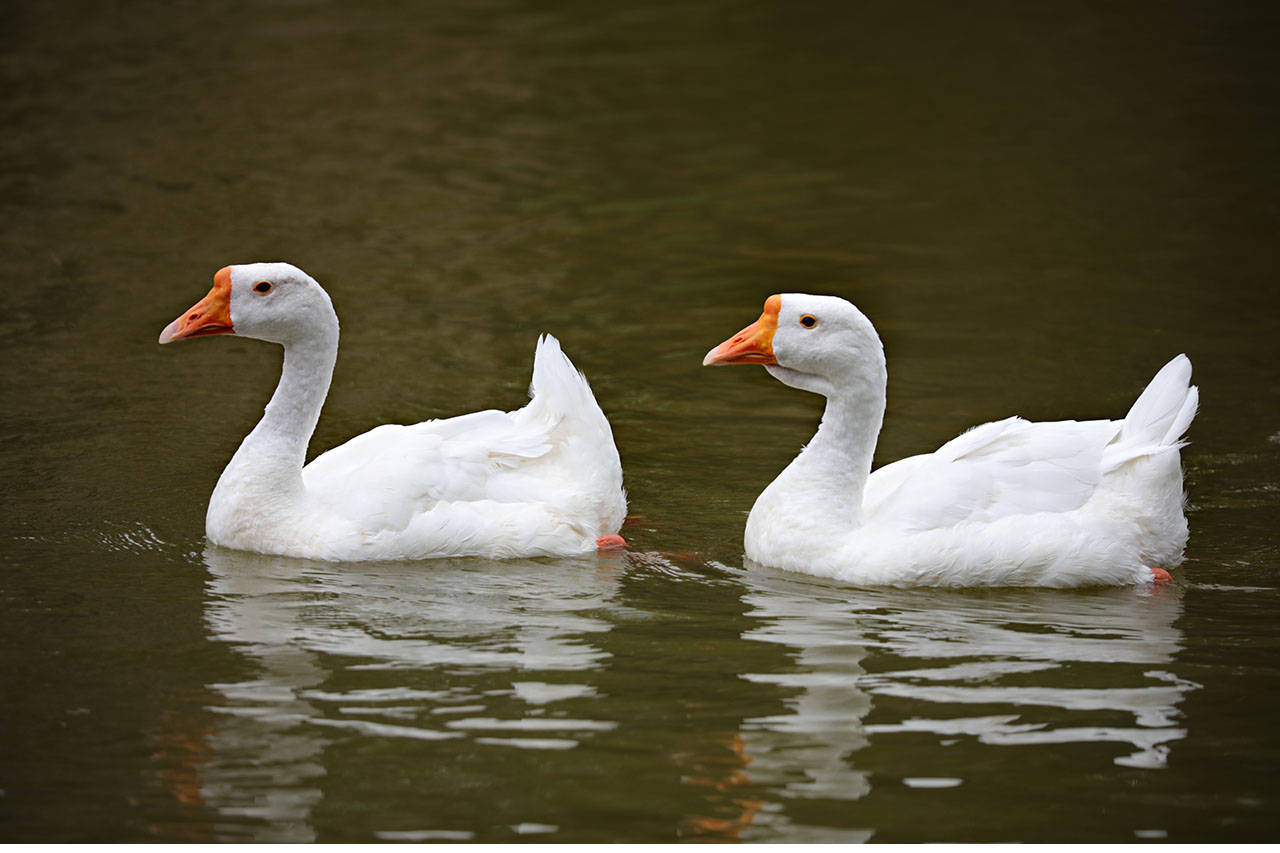 原创家鹅与天鹅是近亲吗兼谈家鹅与天鹅的区别