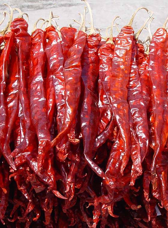 川椒种业:如何挑选二荆条辣椒籽_种子_种植户_果实