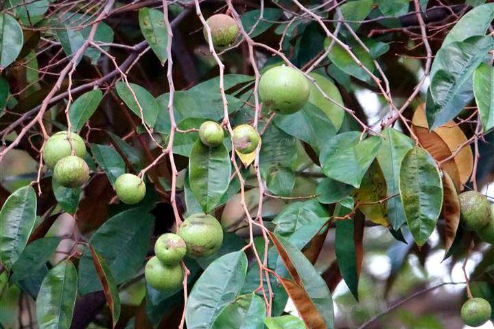 极具发展潜力的新兴热带水果——星苹果_繁殖_技术_植物
