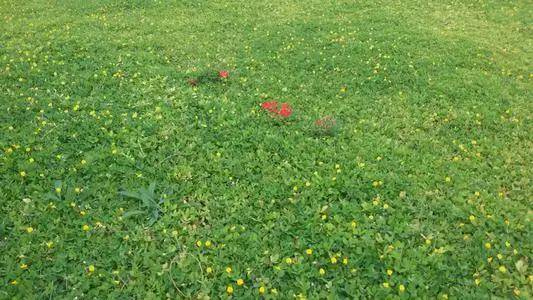 优良的可观花地被植物 蔓花生 绿化 繁殖 技术