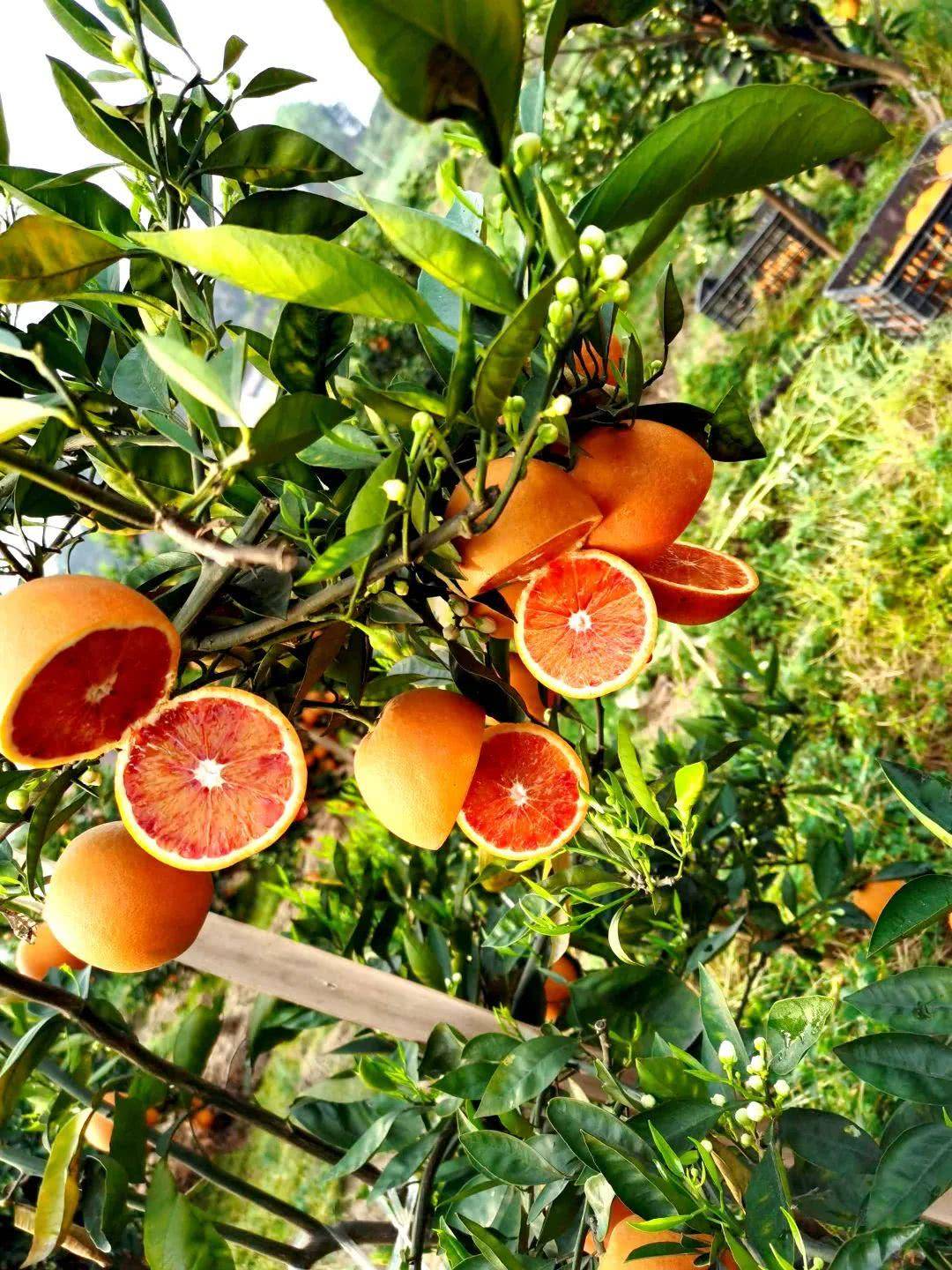 资中作为中国血橙之乡,已建成全国品种最新,品质最优,规模最大的血橙